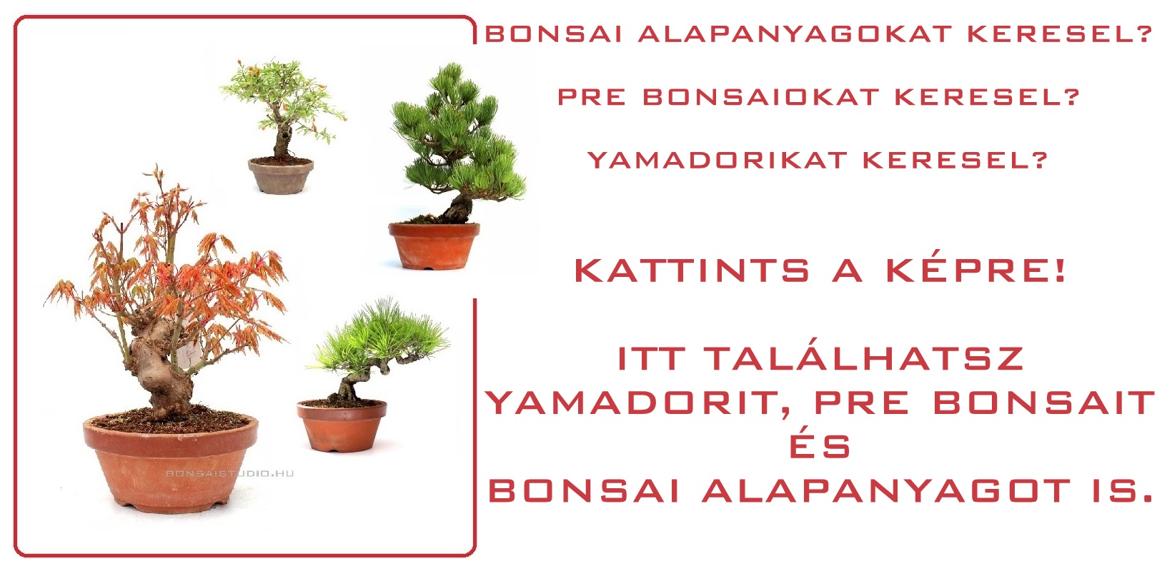 bonsai eloanyagok prebonsaiok es konteneres bonsai fa a marczika kerteszetbol